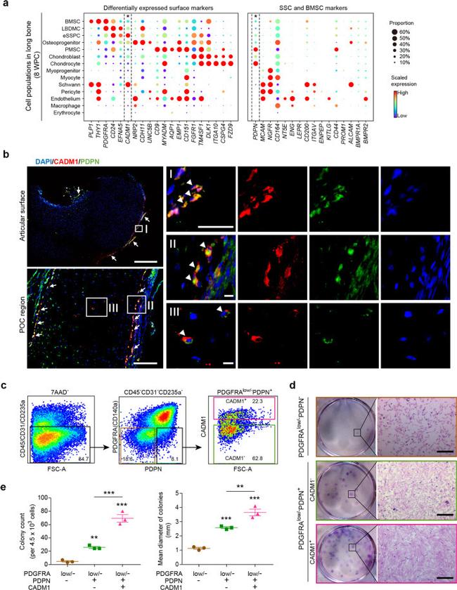 Podoplanin Antibody in Flow Cytometry (Flow)