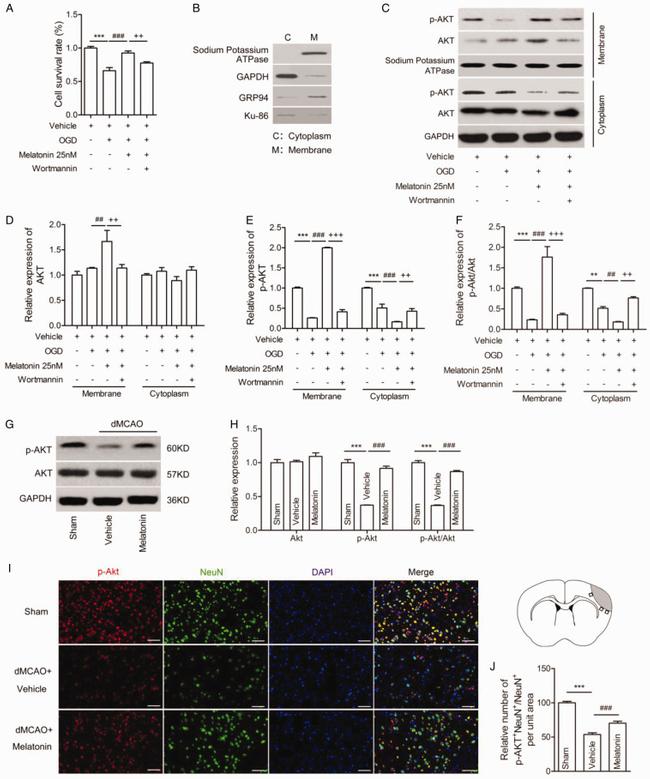 GAPDH Antibody in Western Blot (WB)