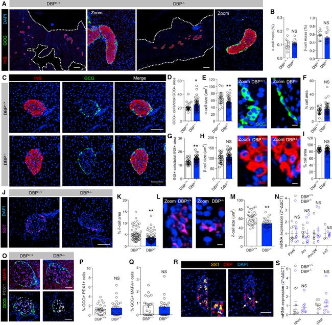 Somatostatin Antibody in Immunohistochemistry (IHC)