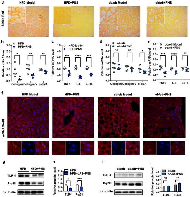 Alpha-Smooth Muscle Actin Antibody in Immunohistochemistry (IHC)