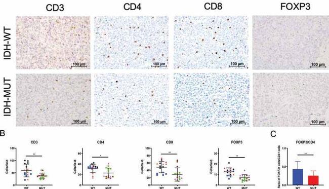 CD4 Antibody in Immunohistochemistry (IHC)