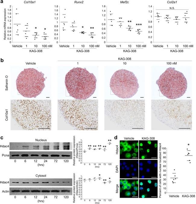 Collagen X Antibody in Immunohistochemistry, Immunohistochemistry (PFA fixed) (IHC, IHC (PFA))