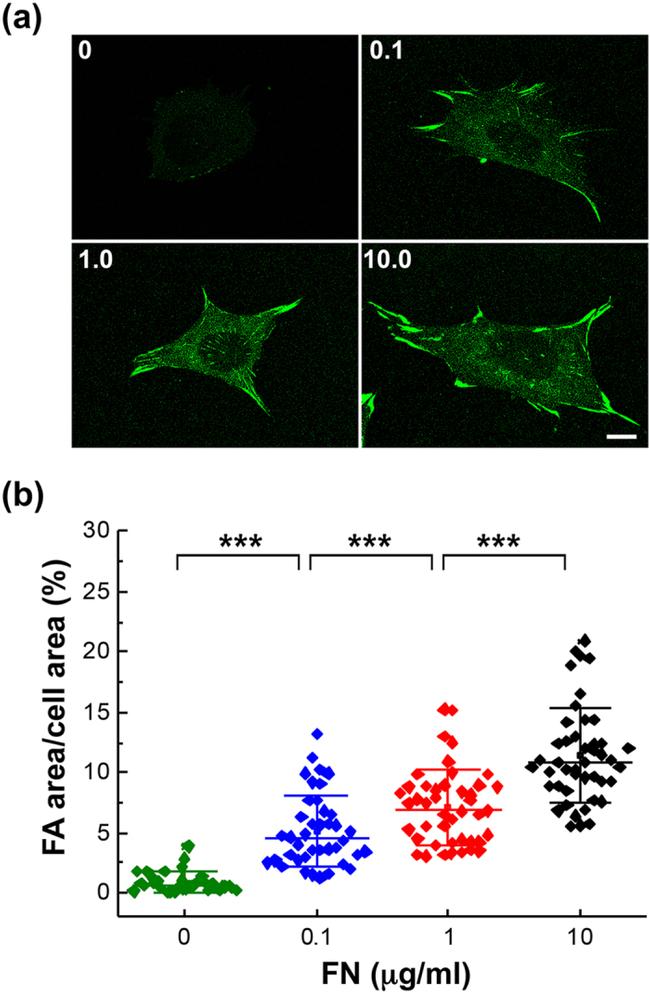 Vinculin Antibody in Immunocytochemistry (ICC/IF)