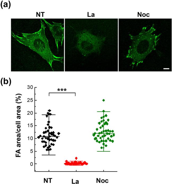 Vinculin Antibody in Immunocytochemistry (ICC/IF)