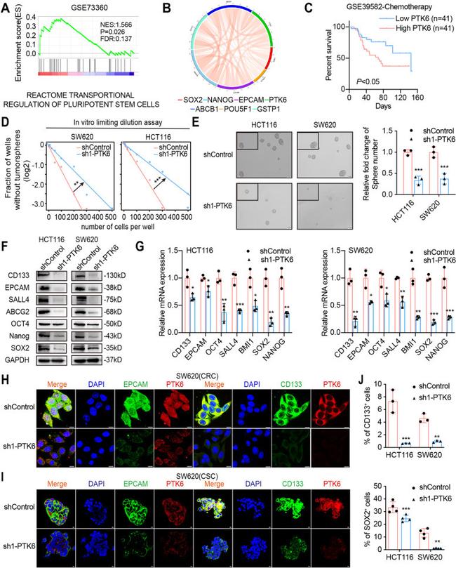 SOX2 Antibody in Flow Cytometry (Flow)