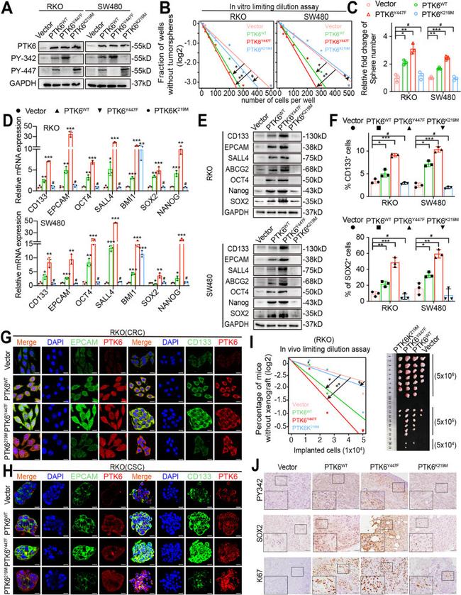 SOX2 Antibody in Flow Cytometry (Flow)