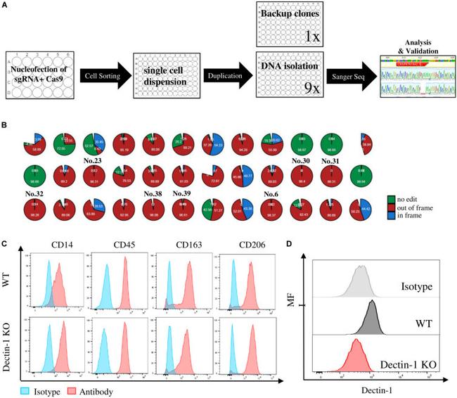 CD369 (Clec7a, Dectin-1) Antibody in Flow Cytometry (Flow)