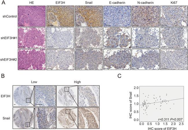 Snail1 Antibody in Immunocytochemistry (ICC/IF)