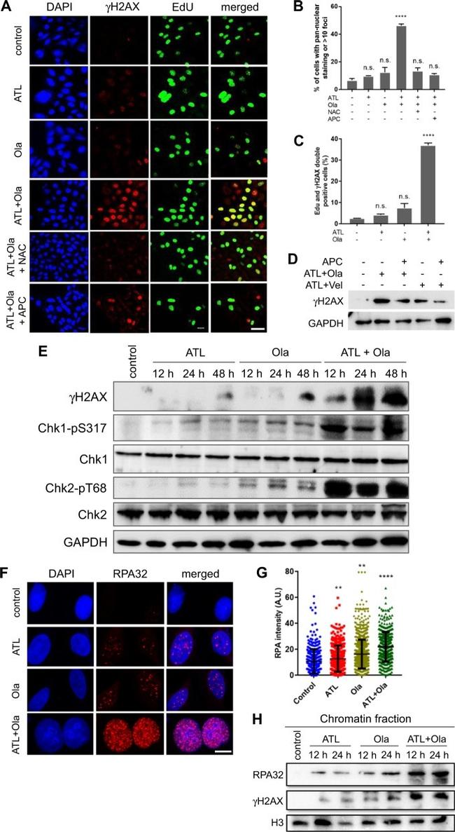 Phospho-Histone H2A.X (Ser139) Antibody in Western Blot (WB)