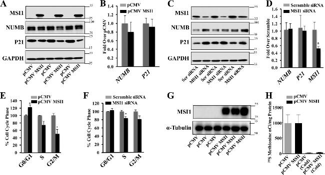 Musashi-1 Antibody in Western Blot (WB)