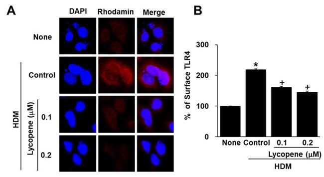 TLR4/MD-2 Complex Antibody in Immunocytochemistry (ICC/IF)