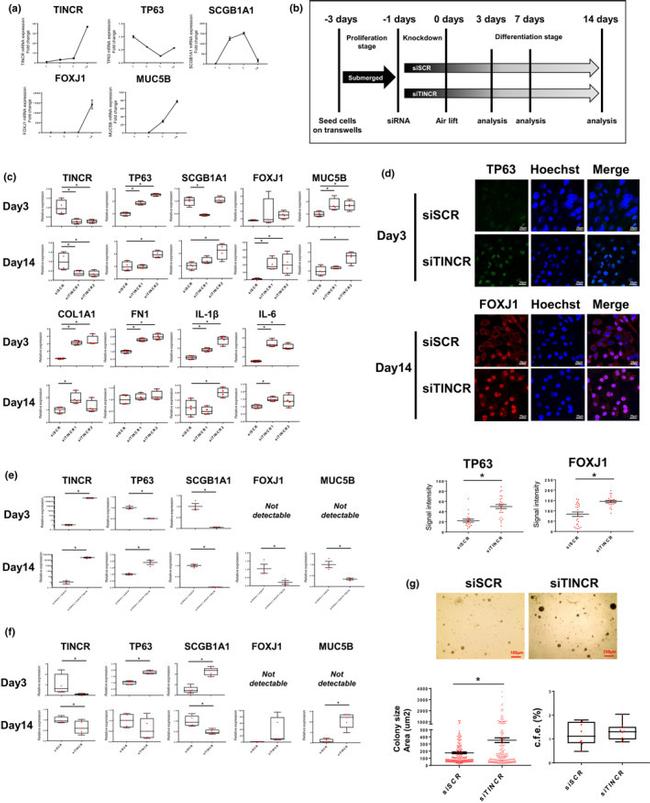 FOXJ1 Antibody in Immunocytochemistry (ICC/IF)