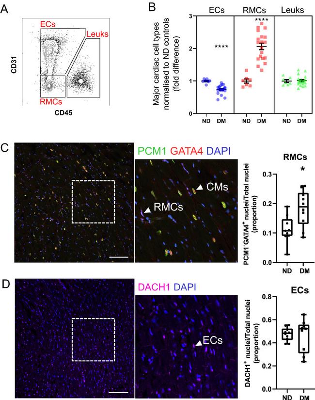 Gata-4 Antibody in Immunocytochemistry (ICC/IF)