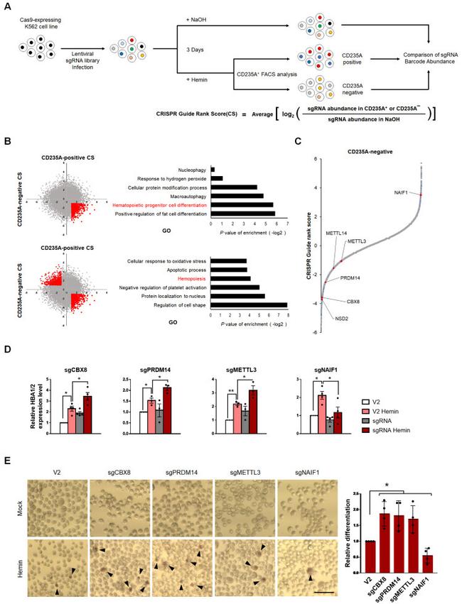 CD235a (Glycophorin A) Antibody in Flow Cytometry (Flow)