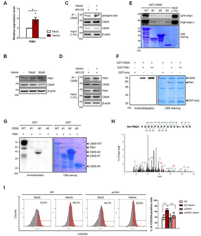 CD235a (Glycophorin A) Antibody in Flow Cytometry (Flow)