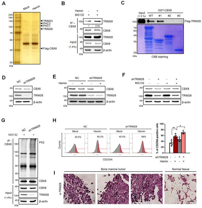 CD235a (Glycophorin A) Antibody in Flow Cytometry (Flow)