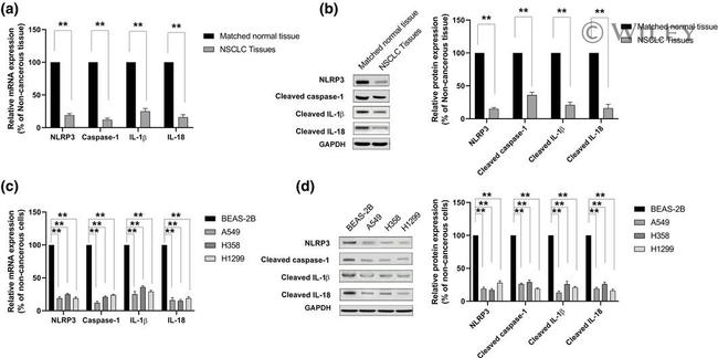 IL-18 Antibody in Western Blot (WB)