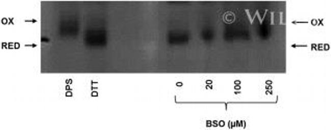 ERO1L Antibody in Western Blot (WB)