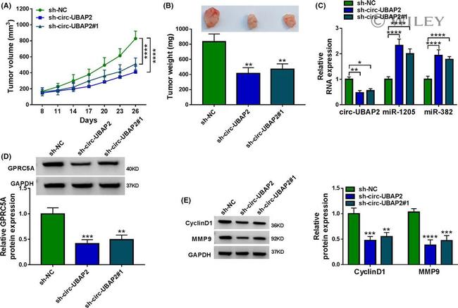 Cyclin D1 Antibody in Western Blot (WB)