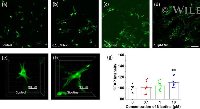 GFAP Antibody in Immunocytochemistry (ICC/IF)