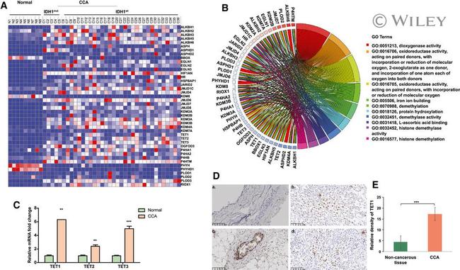 TET1 Antibody in Immunohistochemistry (IHC)