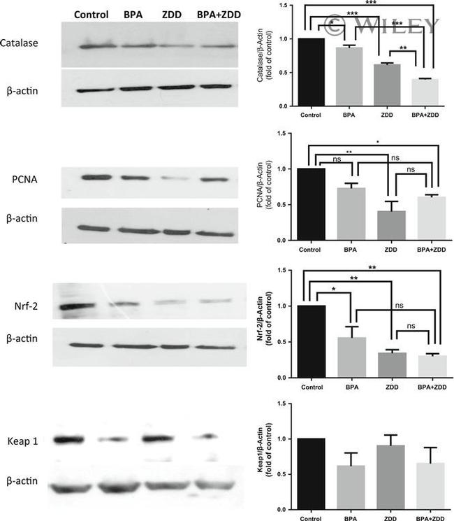 Nrf2 Antibody in Western Blot (WB)