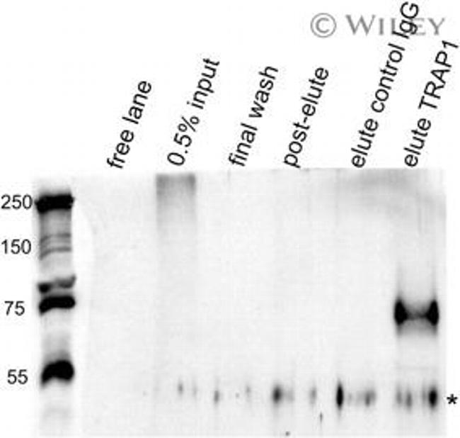 TRAP1 Antibody in Immunoprecipitation (IP)