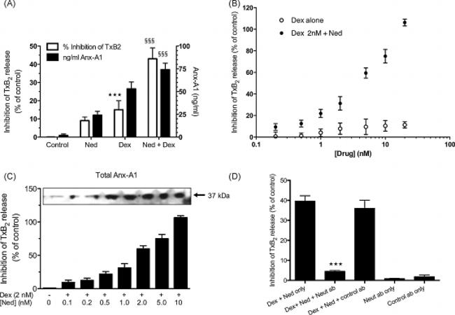 Annexin A1 Antibody in ELISA (ELISA)