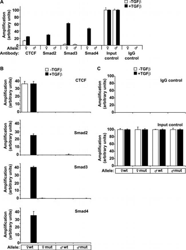 SMAD3 Antibody in ChIP Assay (ChIP)