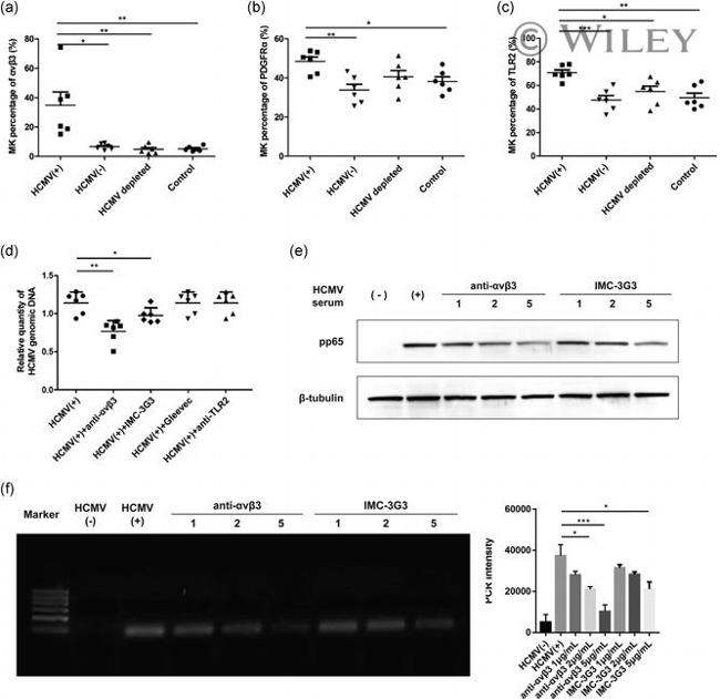 Cytomegalovirus pp65 Antibody in Western Blot (WB)