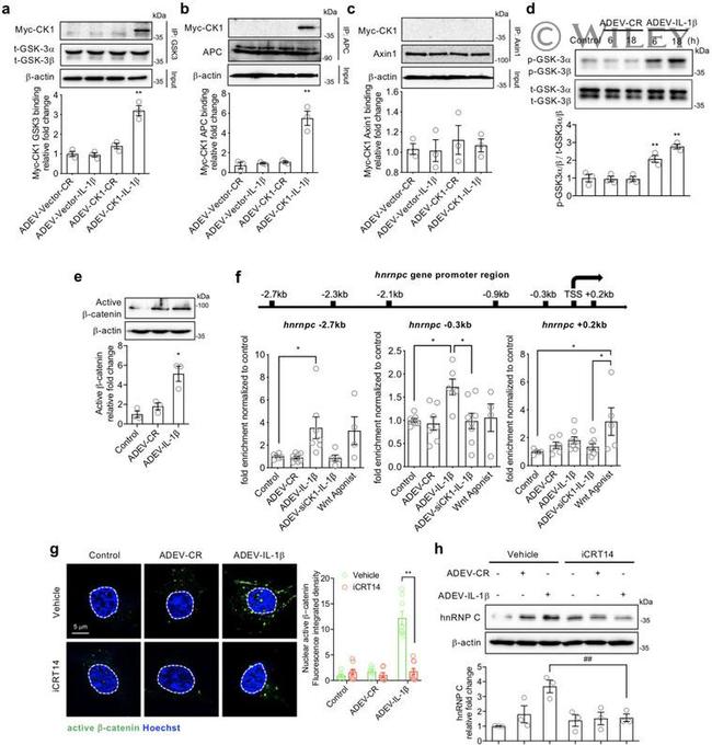 beta Catenin Antibody in ChIP Assay (ChIP)