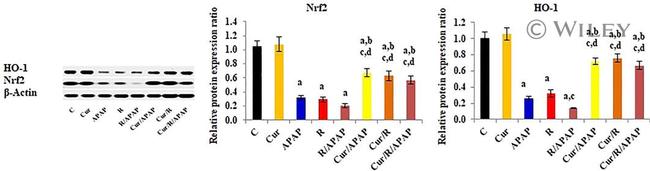 HMOX1 Antibody in Western Blot (WB)