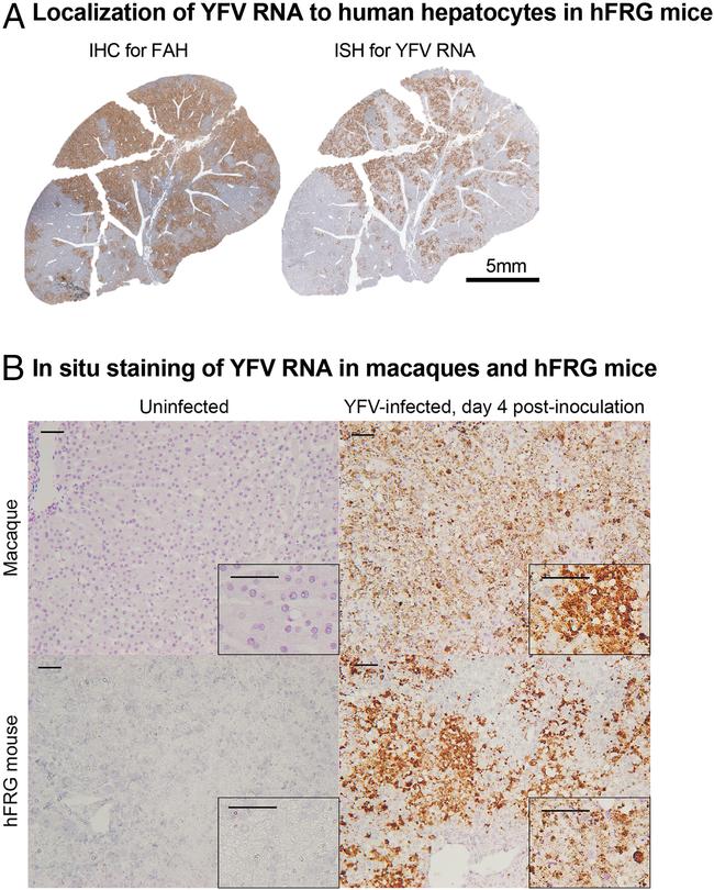 FAH Antibody in Immunohistochemistry (IHC)