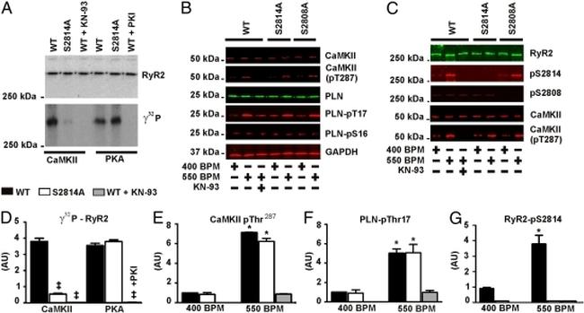 Phospholamban Antibody