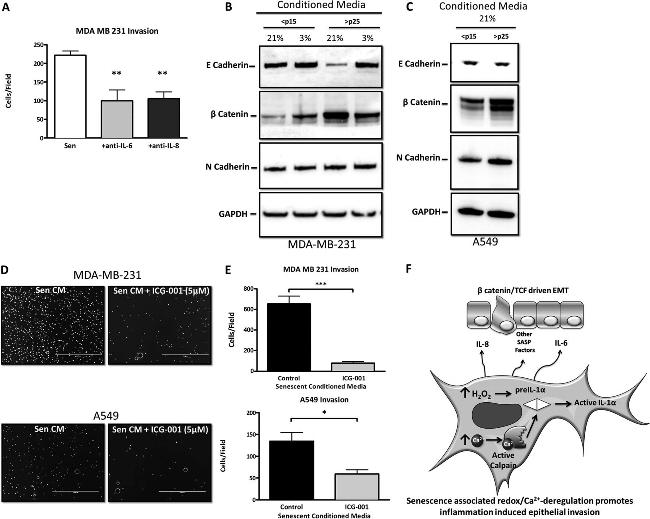 IL-6 Antibody in Neutralization (Neu)