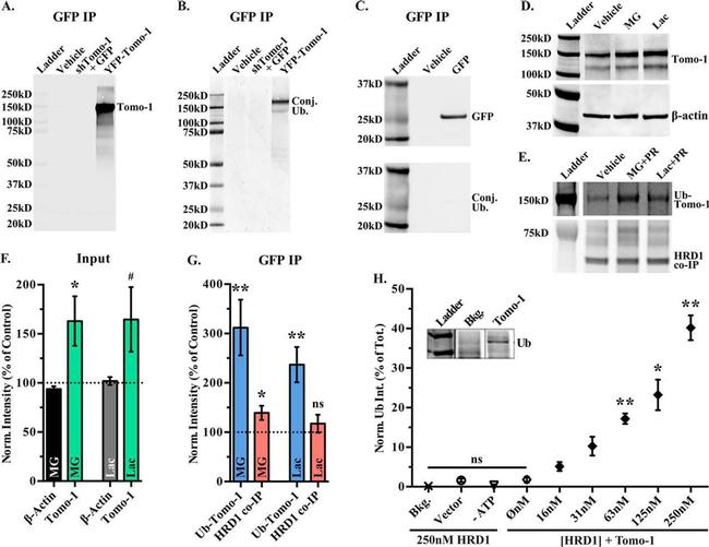 GFP Antibody in Western Blot (WB)