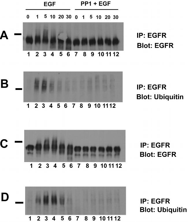 Ubiquitin Antibody in Western Blot (WB)