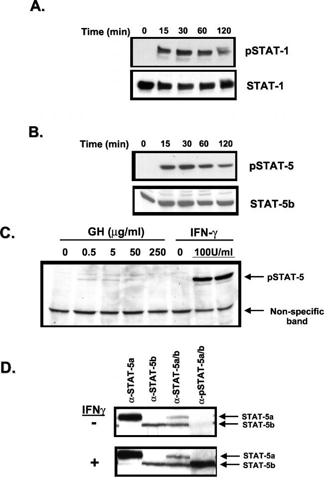 STAT5 alpha/beta Antibody in Western Blot (WB)