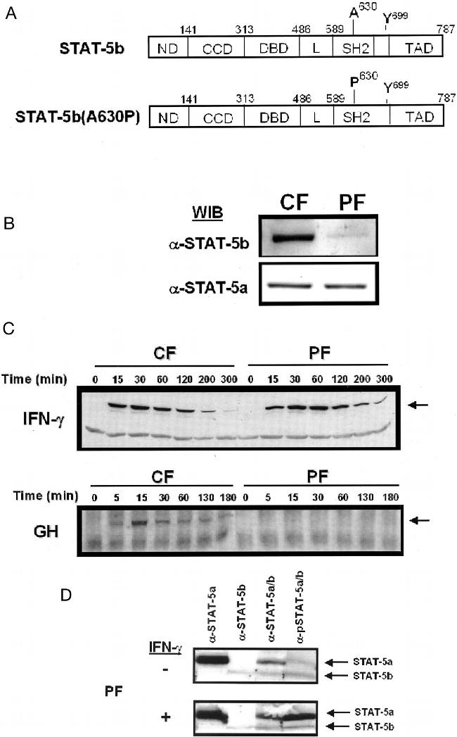 STAT5 alpha/beta Antibody in Western Blot (WB)