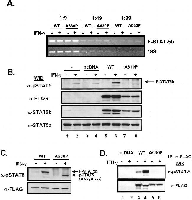 STAT5 alpha/beta Antibody in Western Blot (WB)