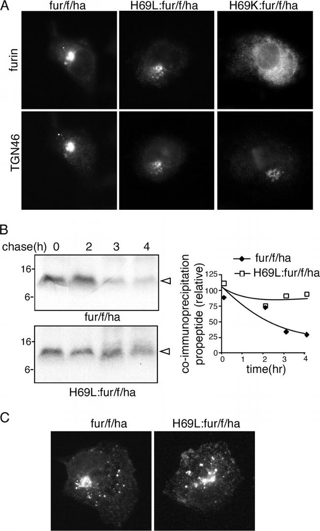 Furin Antibody in Immunocytochemistry (ICC/IF)