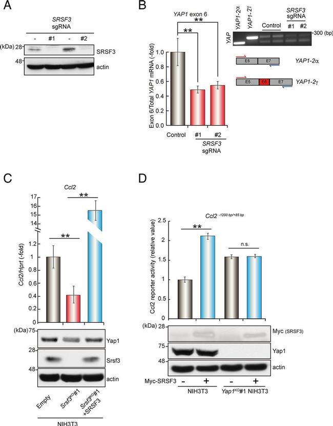 SRSF3 Antibody in Western Blot (WB)