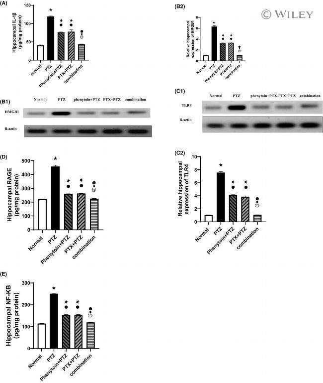 TLR4 Antibody in Western Blot (WB)