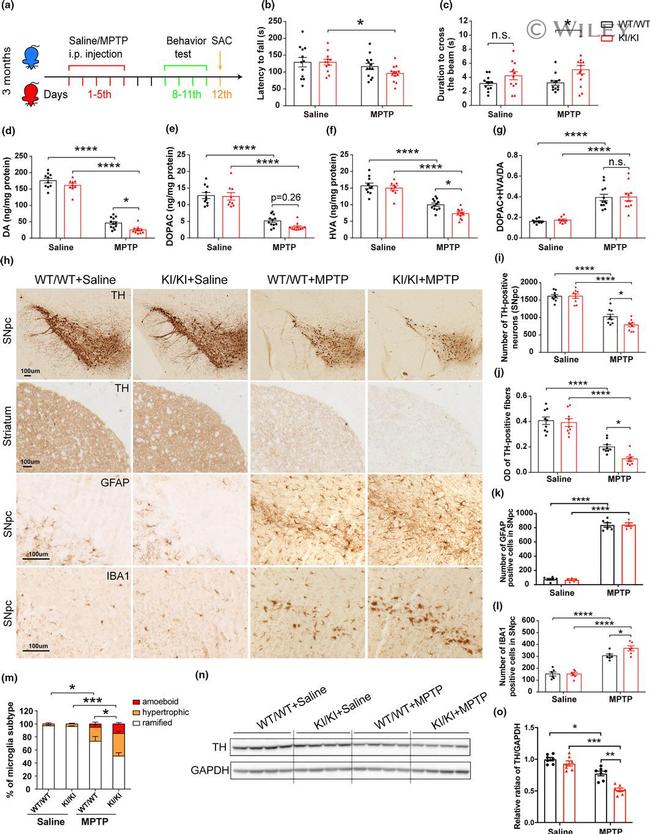 IBA1 Antibody in Immunohistochemistry (IHC)