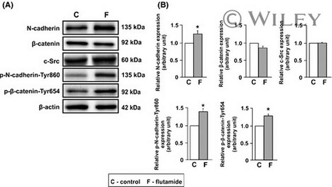 beta Catenin Antibody in Western Blot (WB)