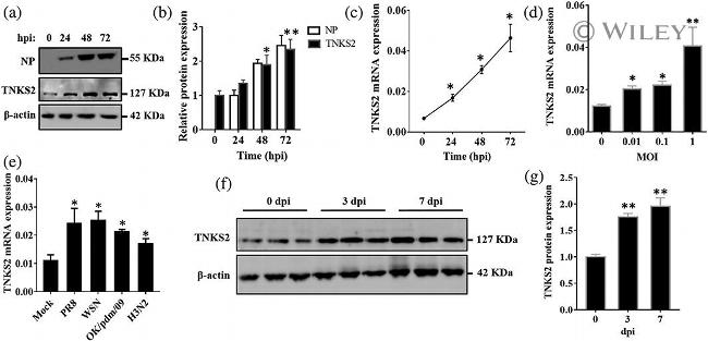 Actin Antibody in Western Blot (WB)