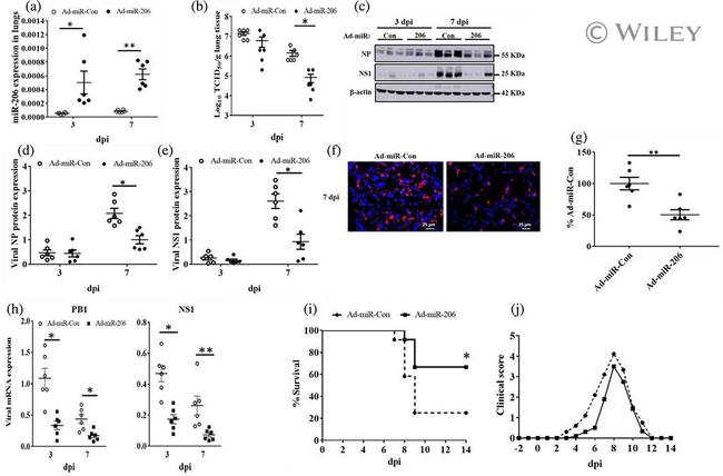 Actin Antibody in Western Blot (WB)