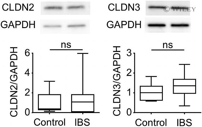 Claudin 3 Antibody in Western Blot (WB)