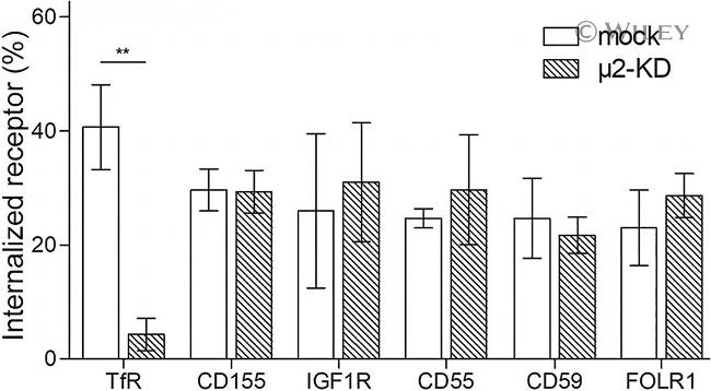 CD155 Antibody in Flow Cytometry (Flow)