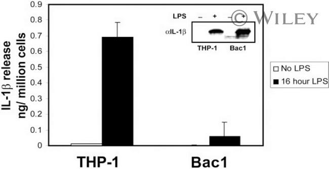 IL-1 beta Antibody in ELISA (ELISA)